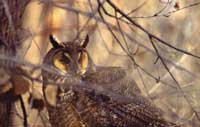 long earred owl